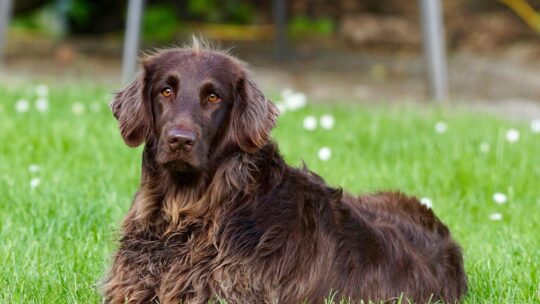 De største fejl, hundeejere begår, når de køber hundeudstyr